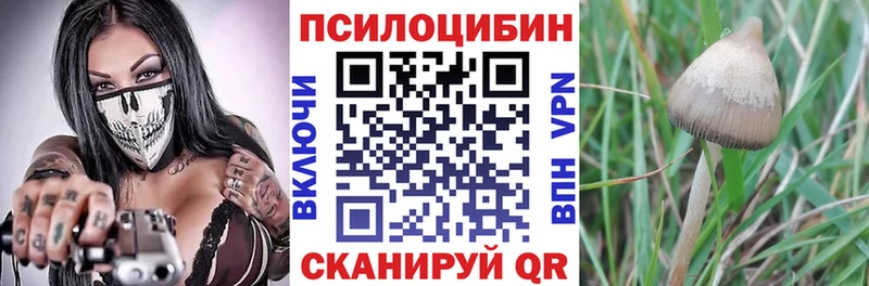 Псилоцибиновые грибы GOLDEN TEACHER  Купить закладки  Каневская 